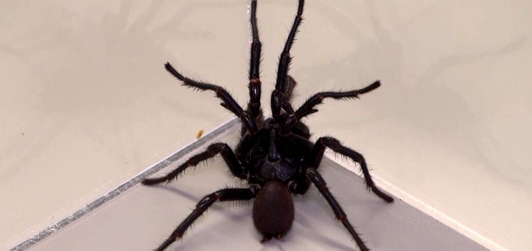 Australian scientists discover new species of a deadly spider: it is larger and more venomous than its relatives. Photo and video