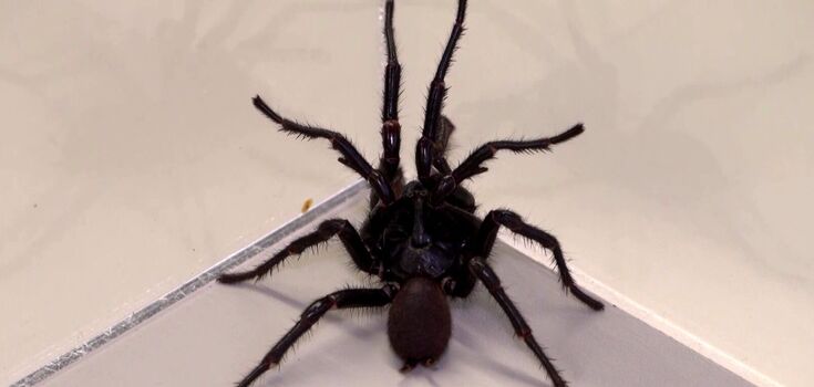 Australian scientists discover new species of a deadly spider: it is larger and more venomous than its relatives. Photo and video