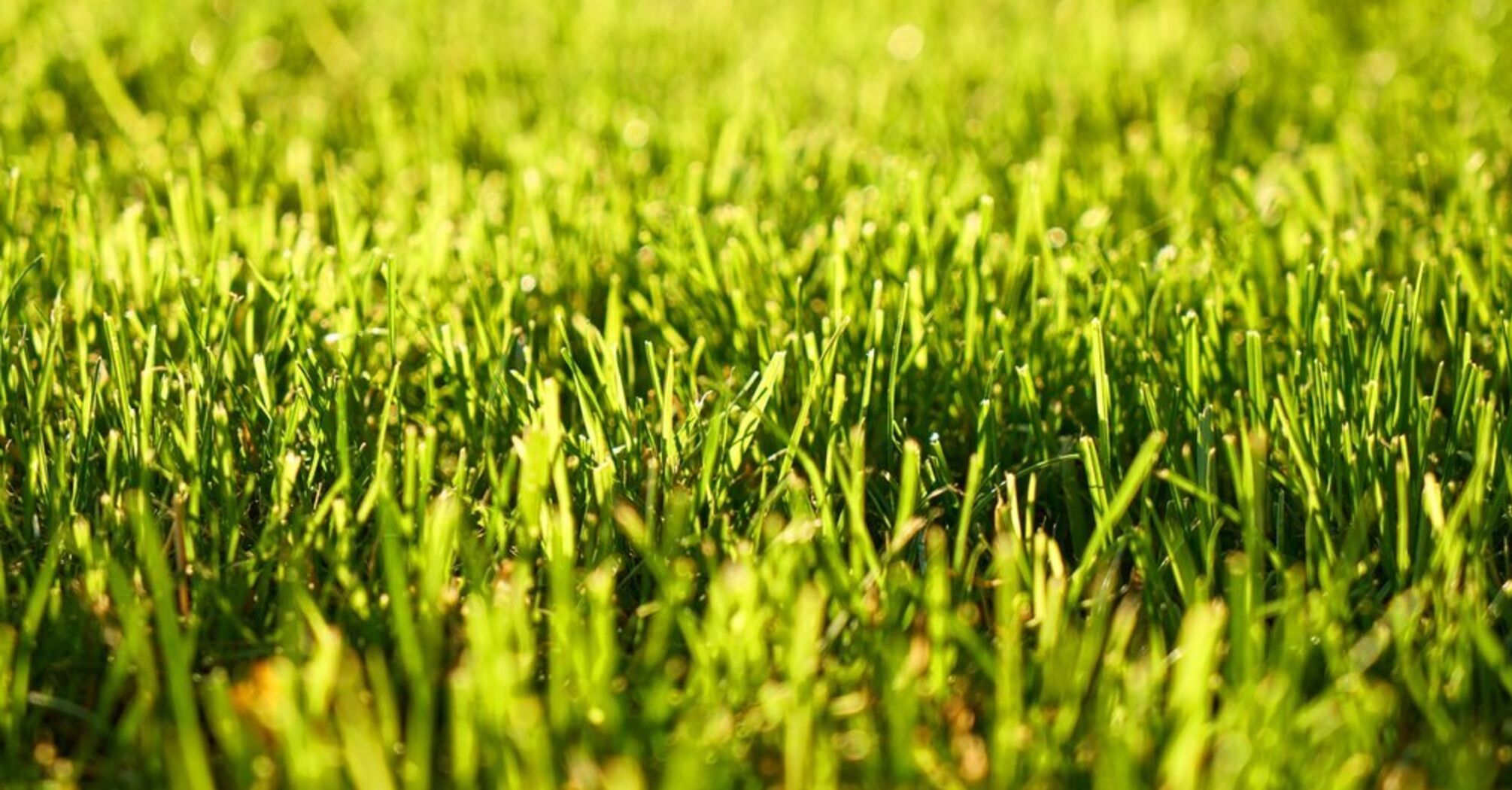 How to get rid of moss in the lawn: one natural remedy will help