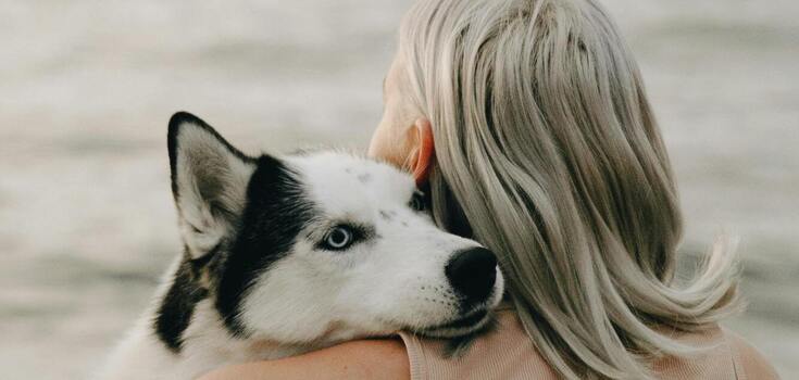 Man's best friend: touching movies about pets that will make life brighter
