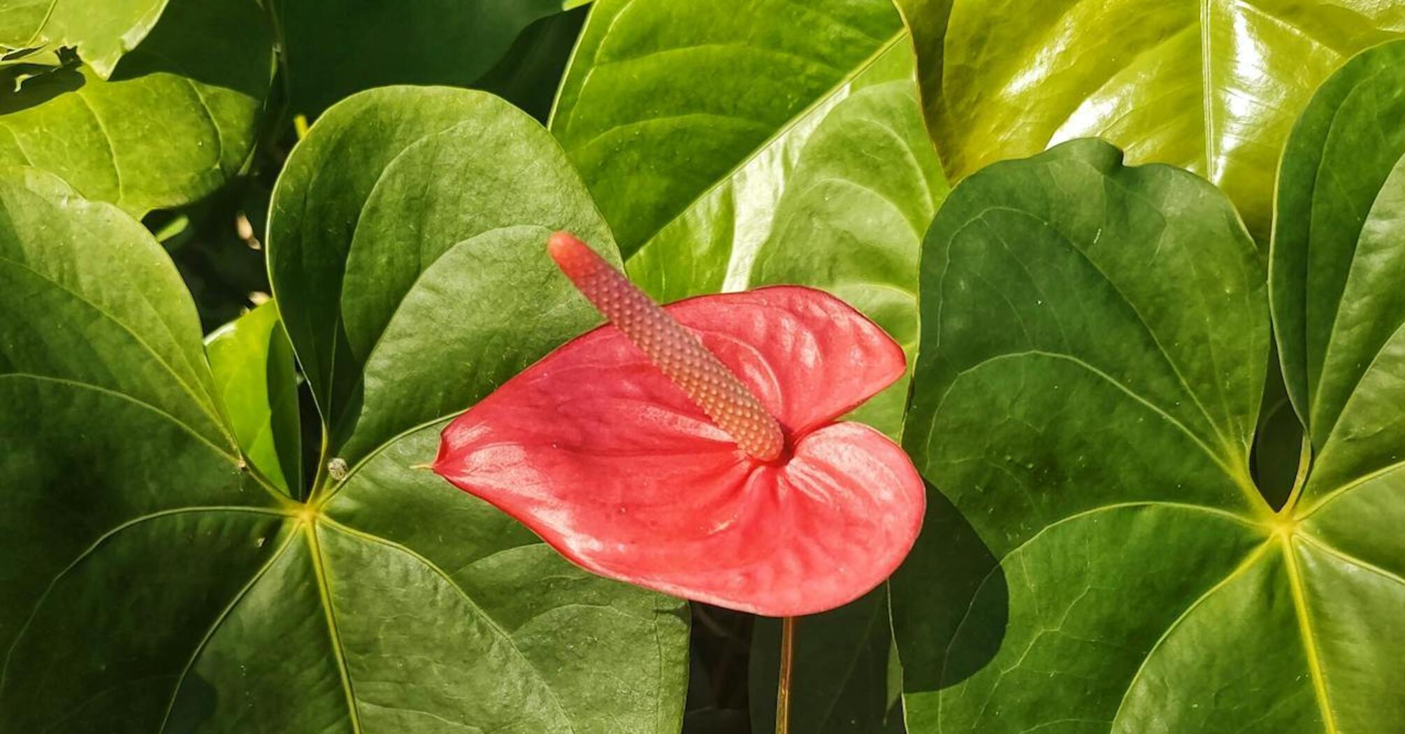 How to make anthurium bloom: tips for beginners