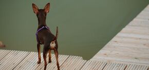 Это не просто радость: почему собака виляет хвостом