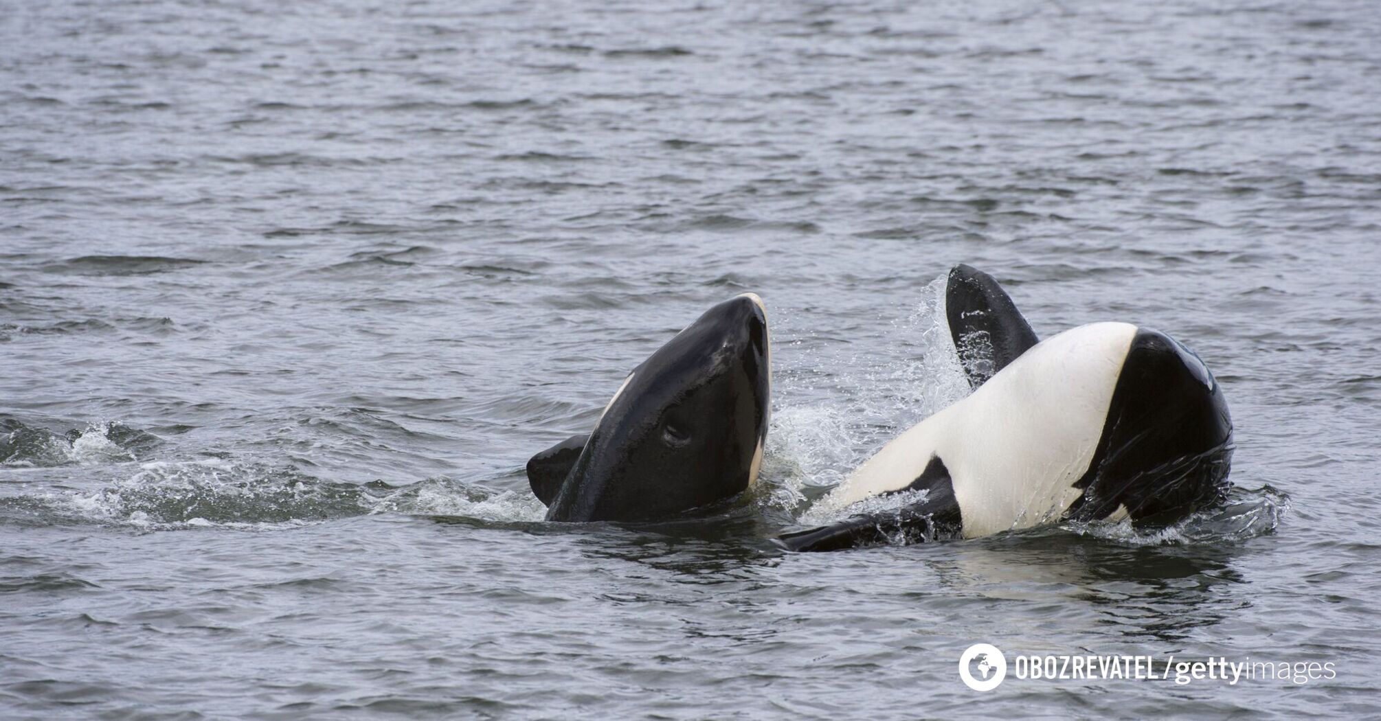 Orca that carried a dead calf 1600 km lost another calf