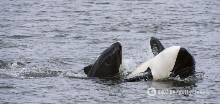 Orca that carried a dead calf 1600 km lost another calf