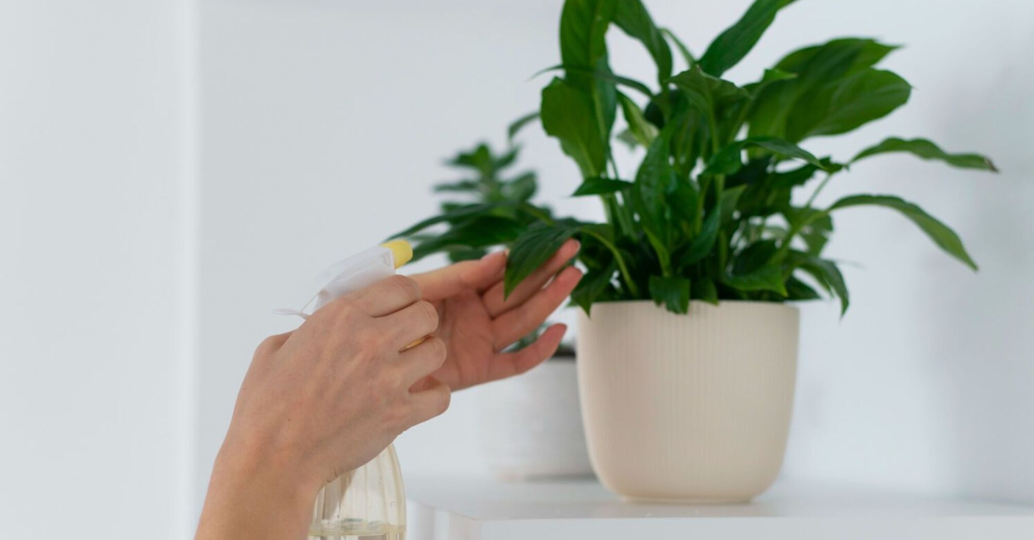 Nothing is impossible: how to grow flowers in a windowless bathroom