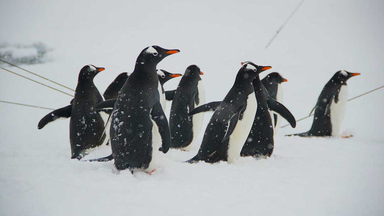 Ukrainian polar explorers disprove 5 most common myths about penguins: test yourself