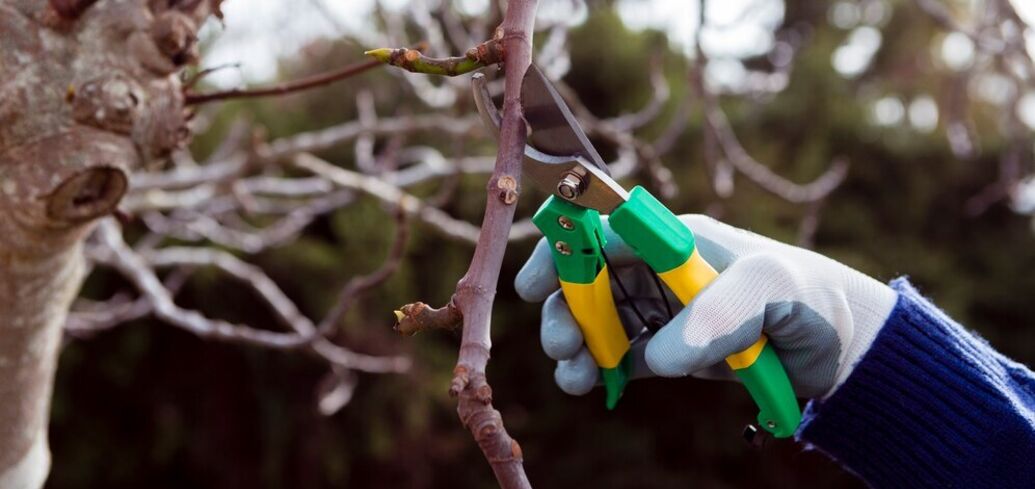 Which plants absolutely must not be pruned in January: they may not bloom in spring