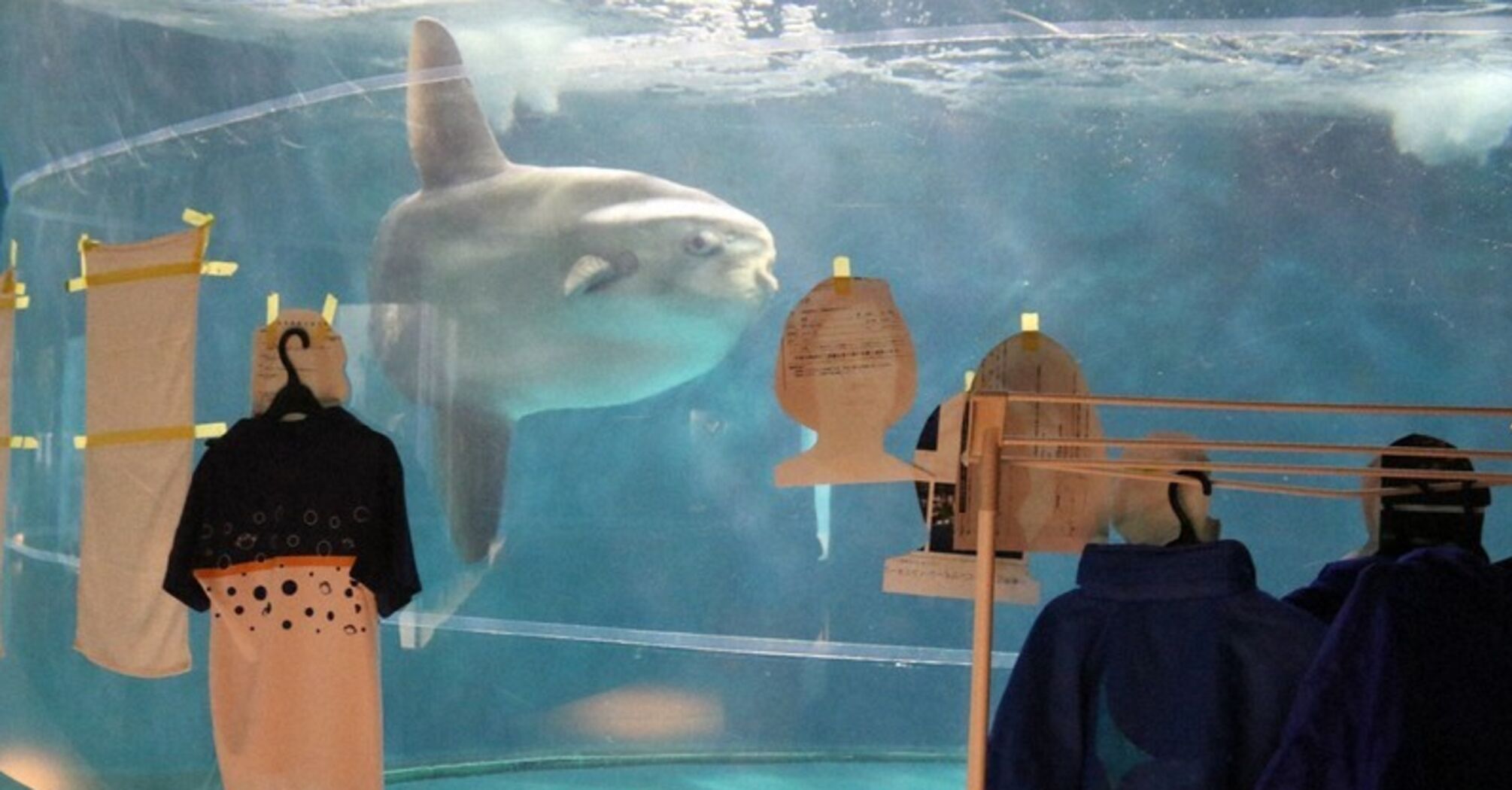 'It worked!' In Japan, photos of people were glued to the walls of an aquarium to save a sunfish from depression