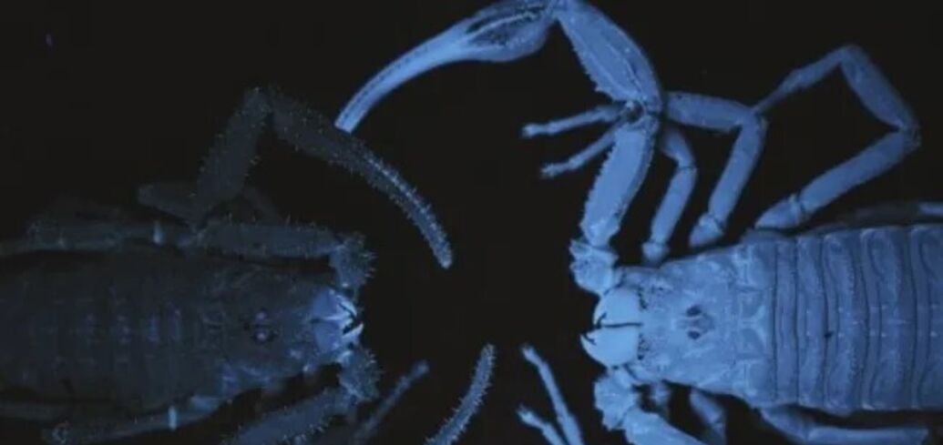 Rare venom-spraying scorpion was found in Colombia