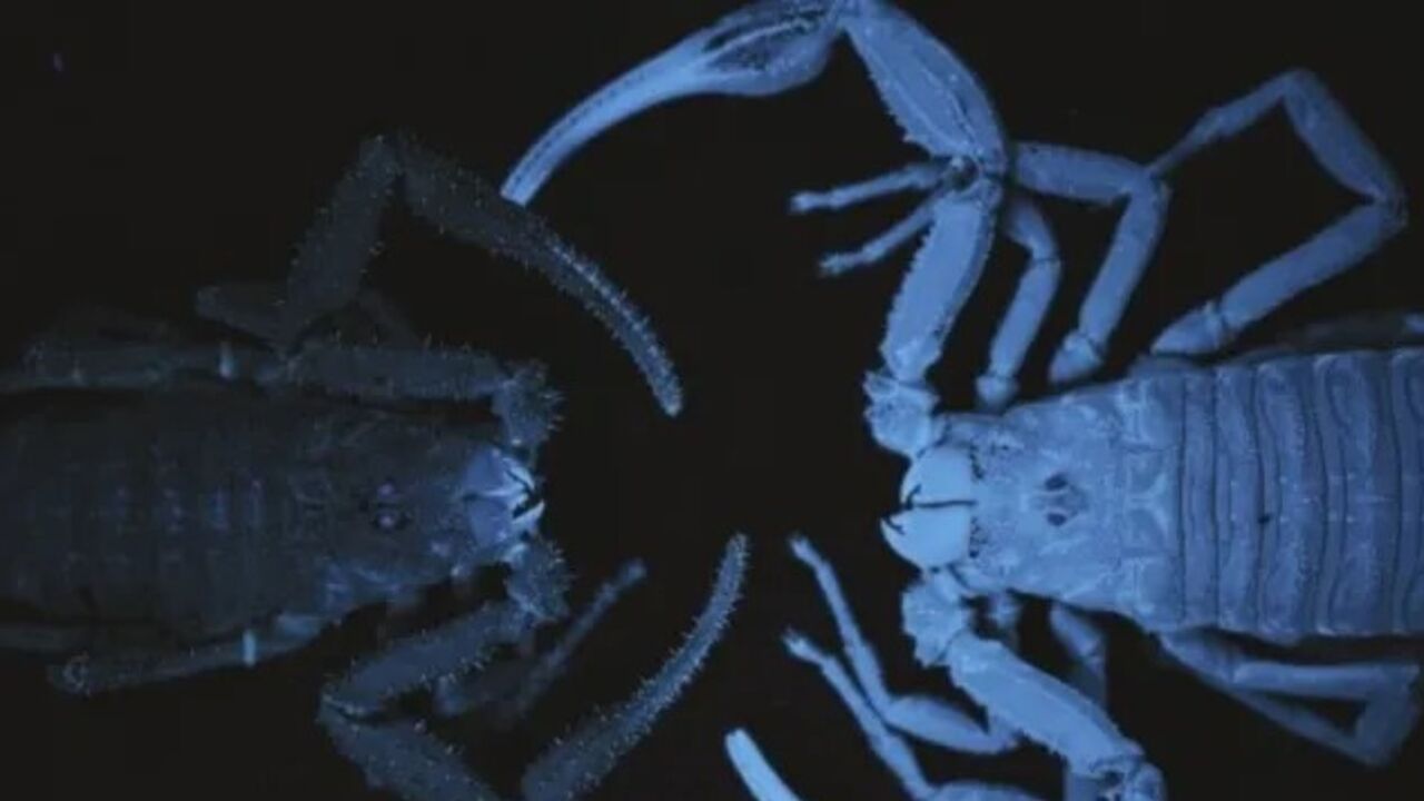 W Kolumbii znaleziono rzadkiego skorpiona ziejącego jadem
