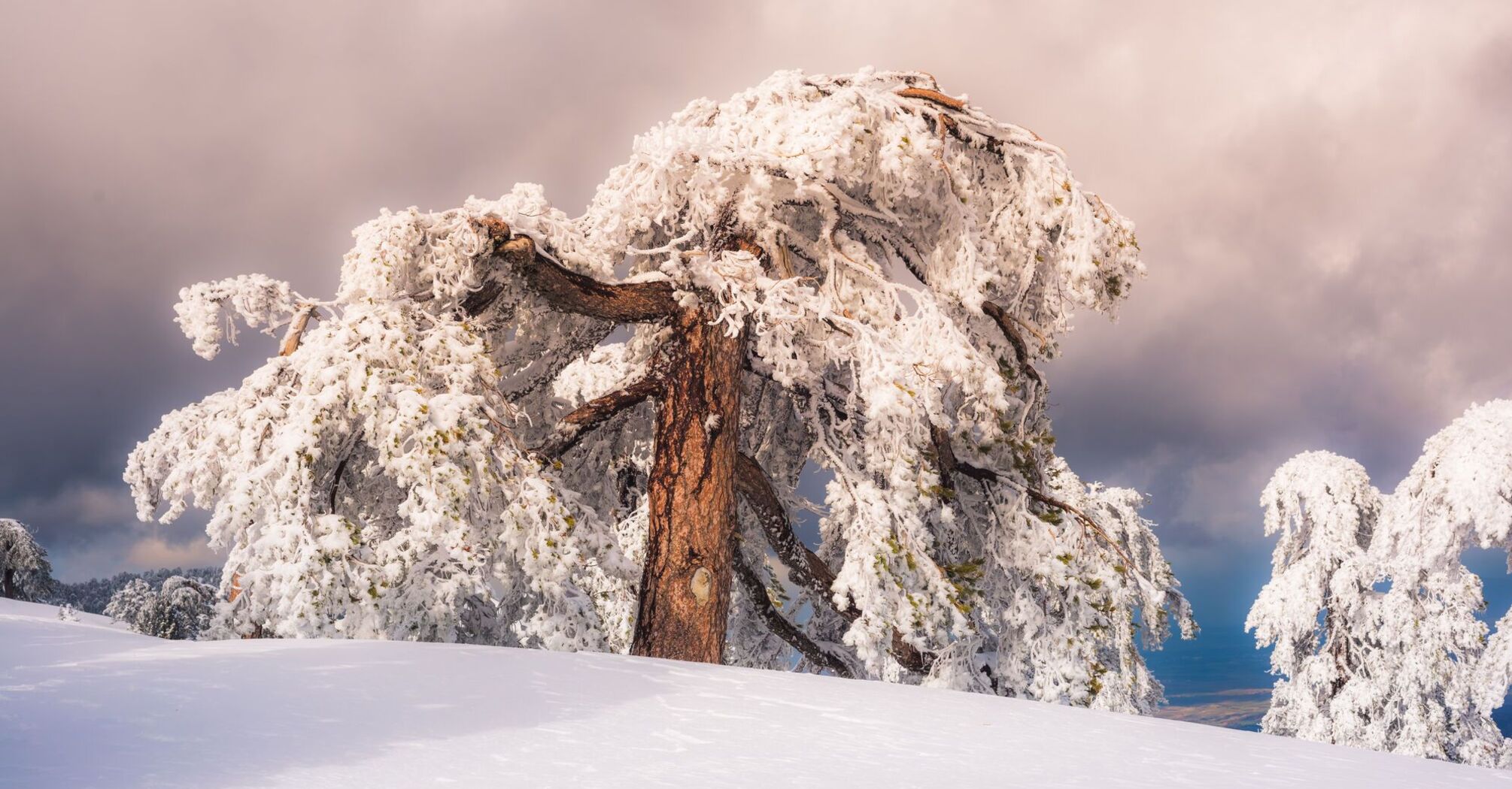 Why January 22 is special for Ukrainians: what holiday is celebrated