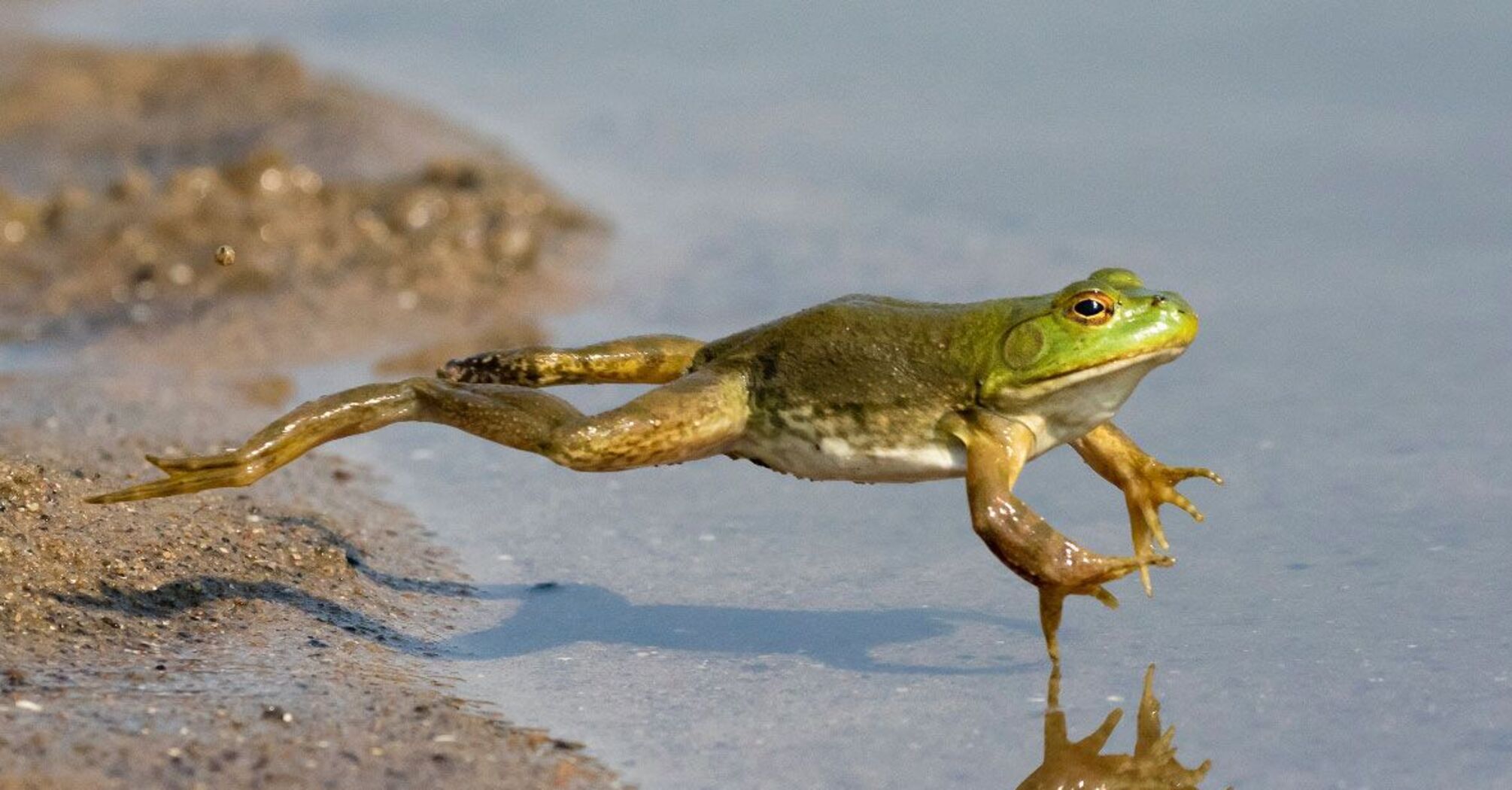 Scientists reveal frogs' super ability to jump on water