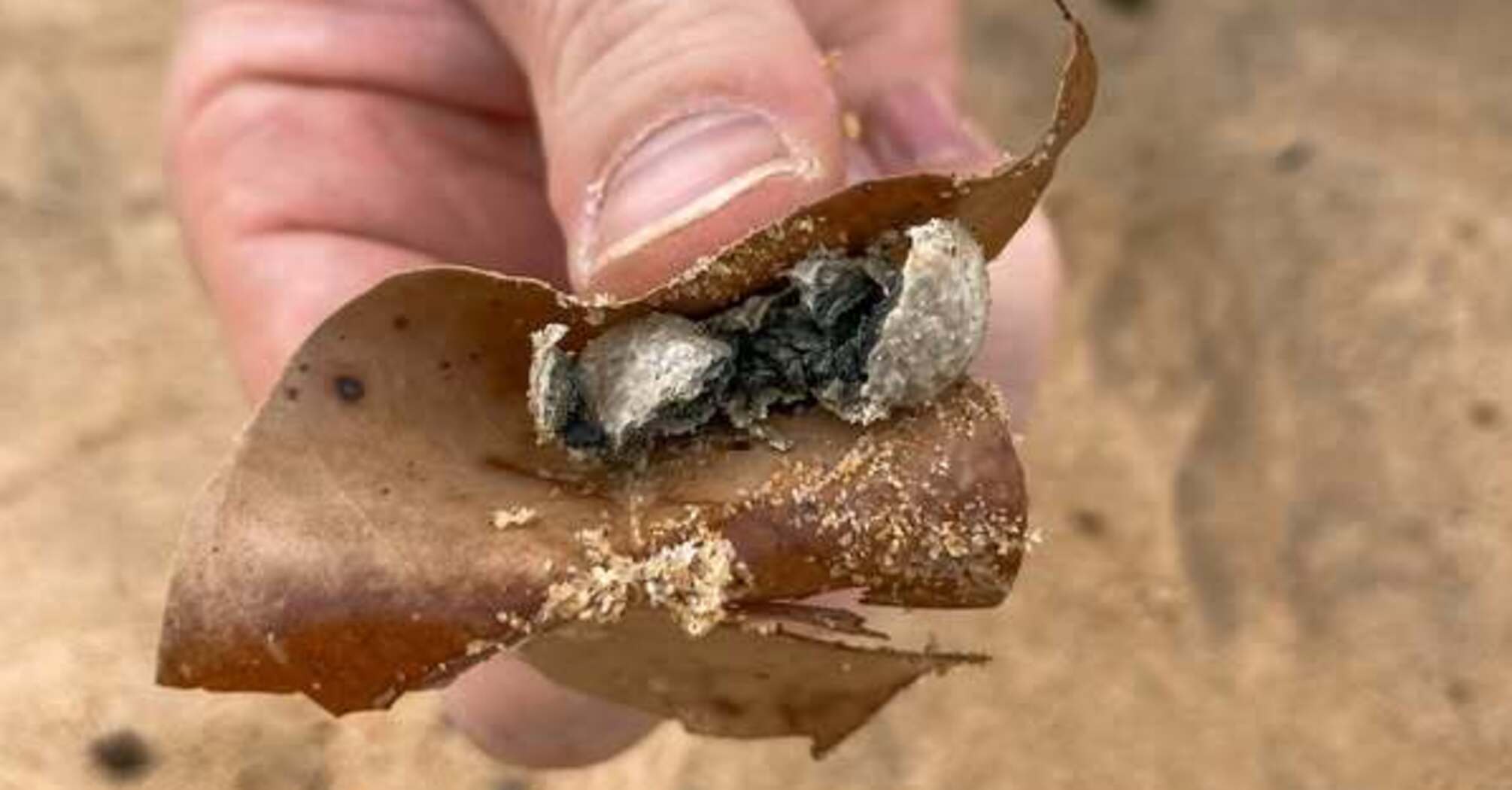 What mysterious balls washed up on Australian beaches: fecal bacteria found in them