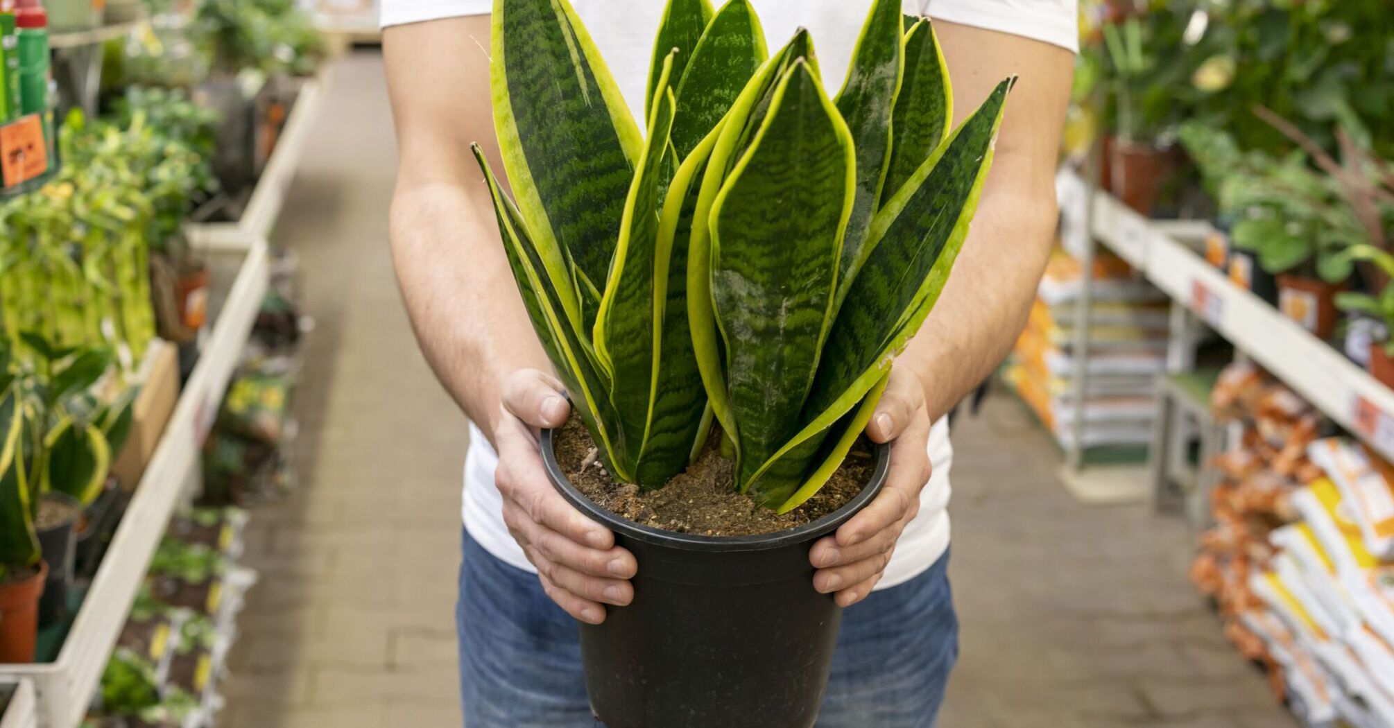 A simple fertilizer will save even the weakest dracaena: there is one in every kitchen