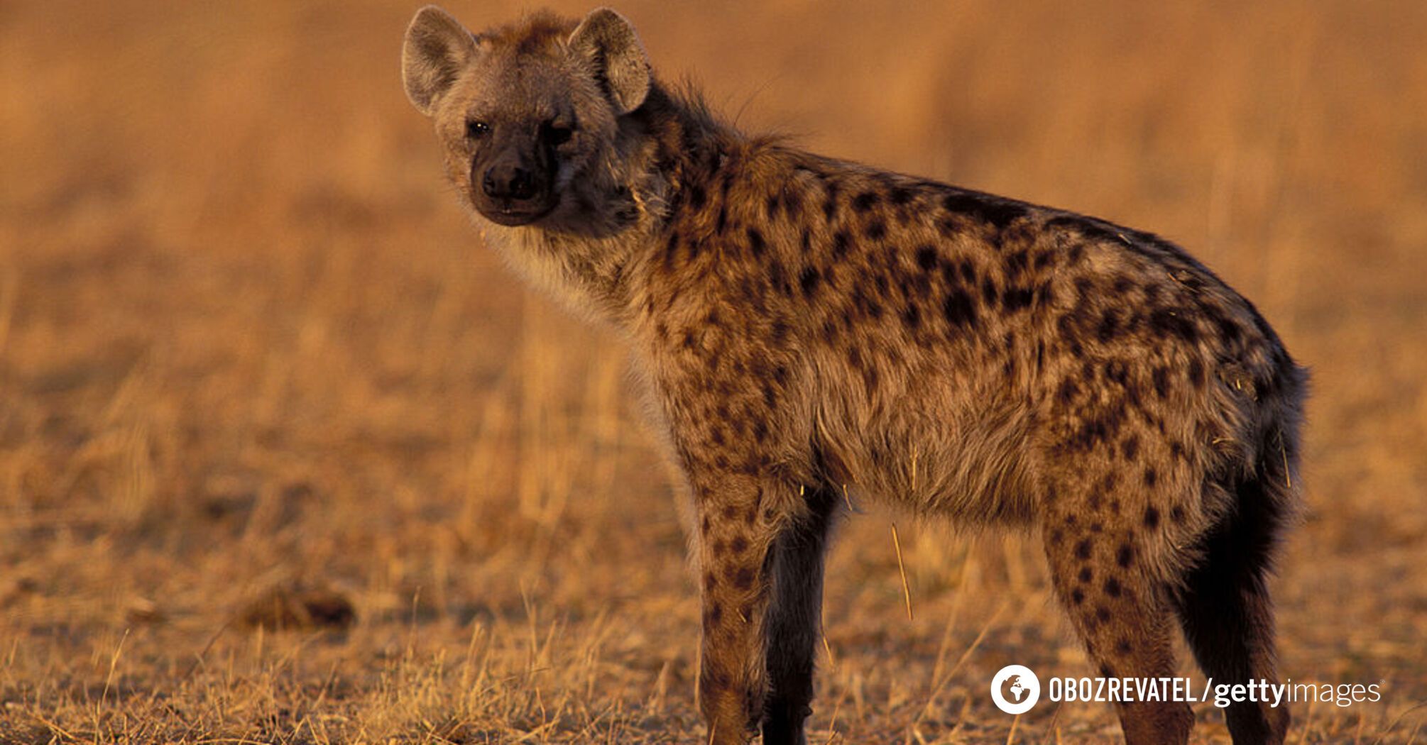 Spotted hyena in Egypt was noticed for the first time in 5000 years