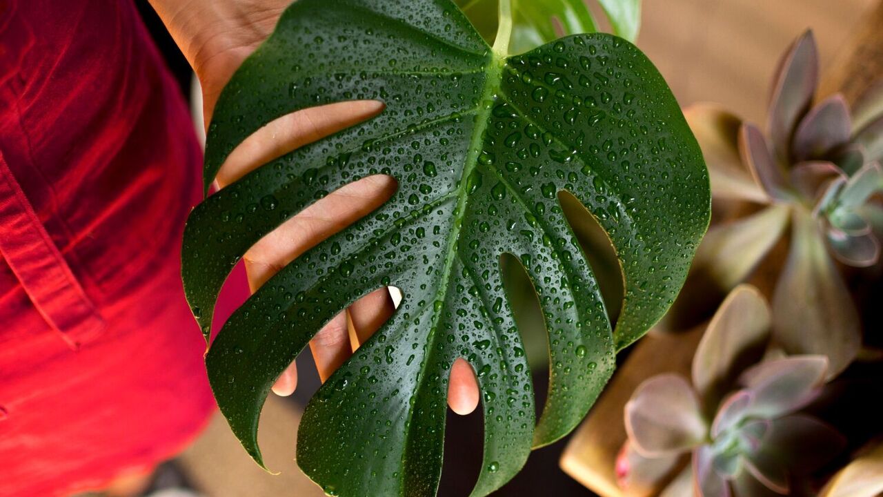 Where to put a monstera: three ideal places in the house