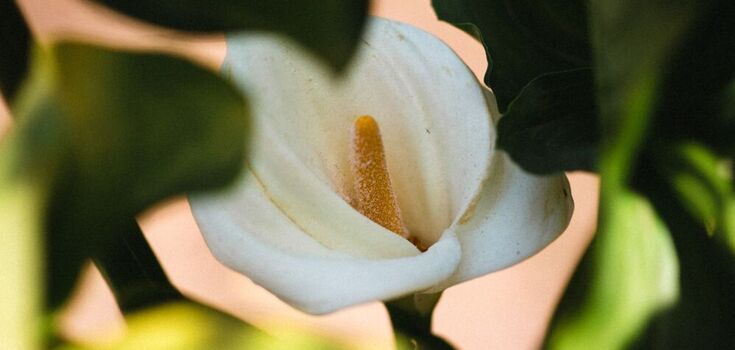 There will be no flowers, and the leaves will turn black: where not to put the spathiphyllum