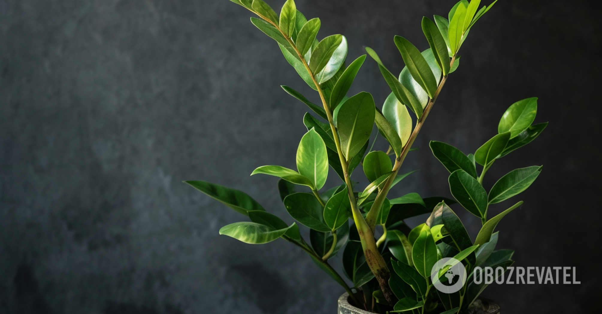 How to feed zamioculcas after transplanting: tips