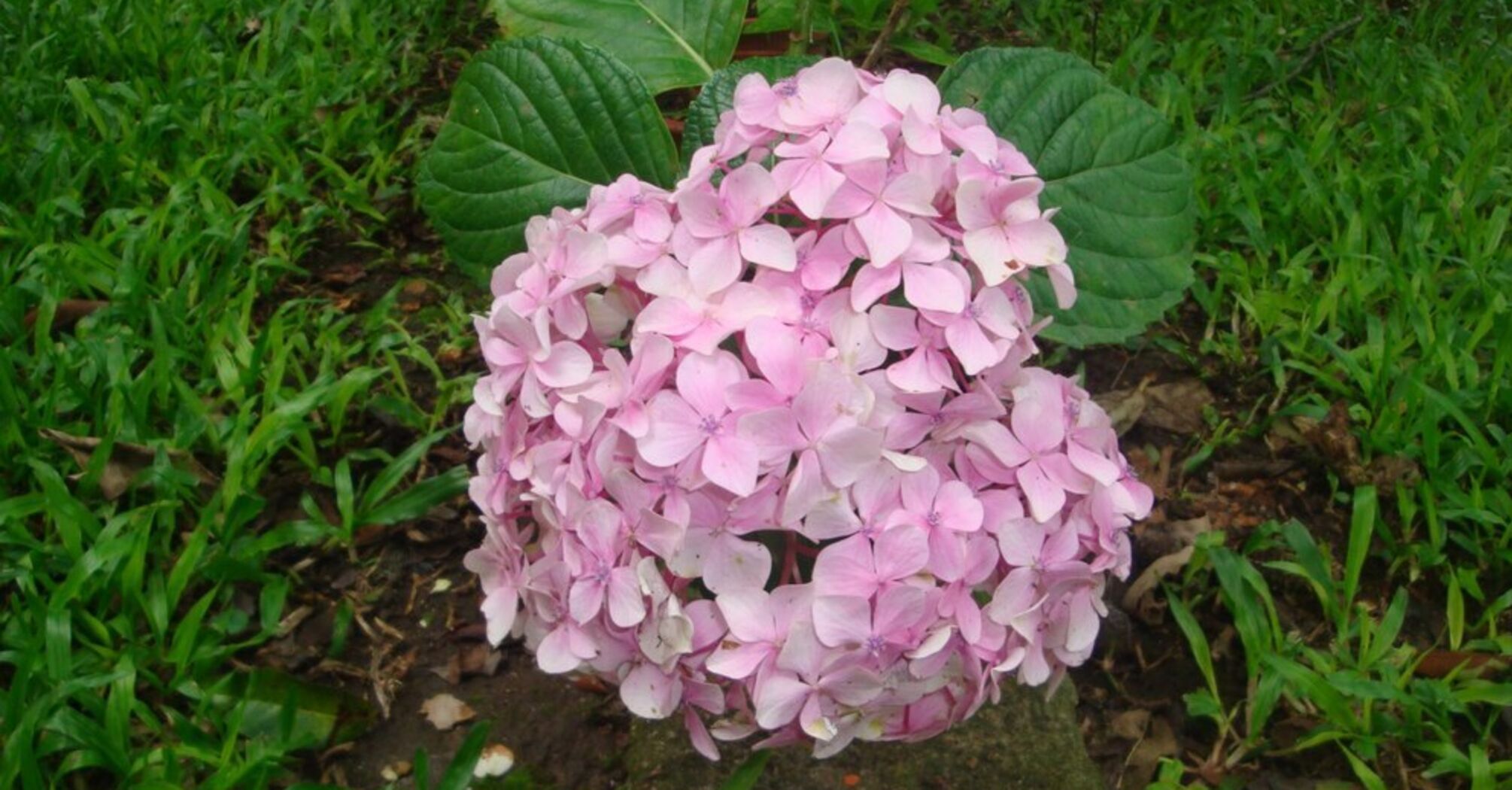 What to do with hydrangeas in January so that they bloom profusely in spring