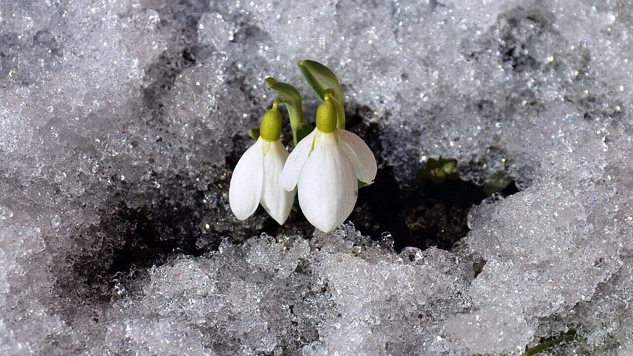 Snowdrops have begun to bloom in Obolon, Kyiv. Photo fact