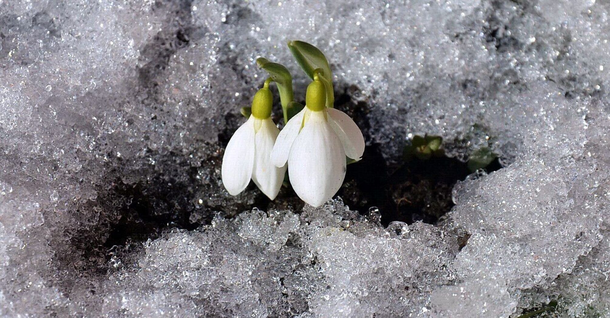 Snowdrops have begun to bloom in Obolon, Kyiv. Photo fact