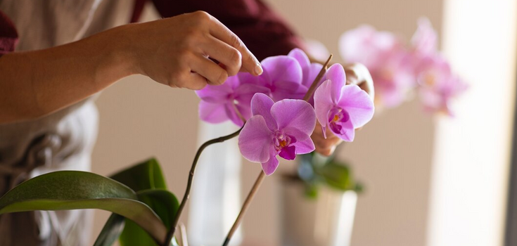Jak stymulować kwitnienie orchidei nawet zimą: metoda szwedzkich ogrodników