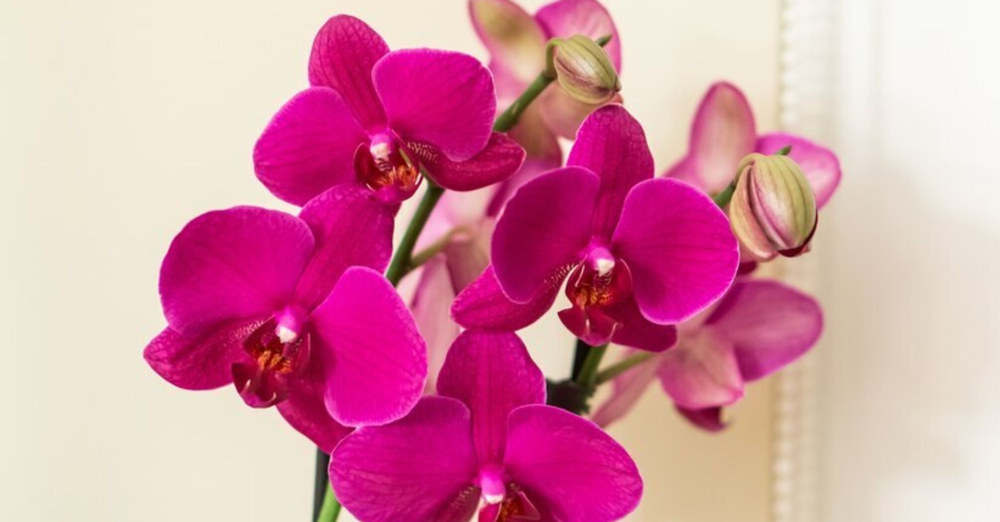 How to care for an orchid to make it bloom more often: a step-by-step guide