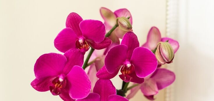 Jak dbać o orchideę, aby kwitła częściej: przewodnik krok po kroku
