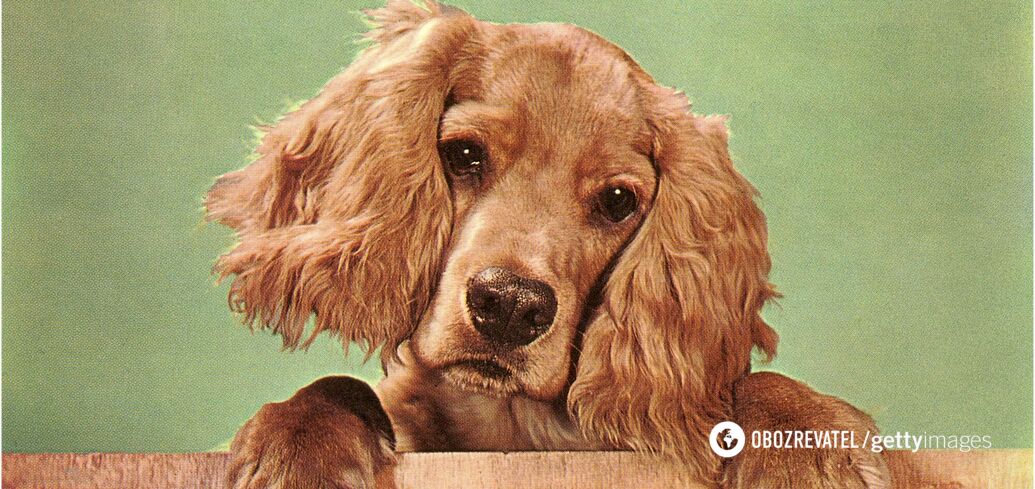 Man's best friend or a furry "burden"? The results of this recent study may change your opinion on dogs