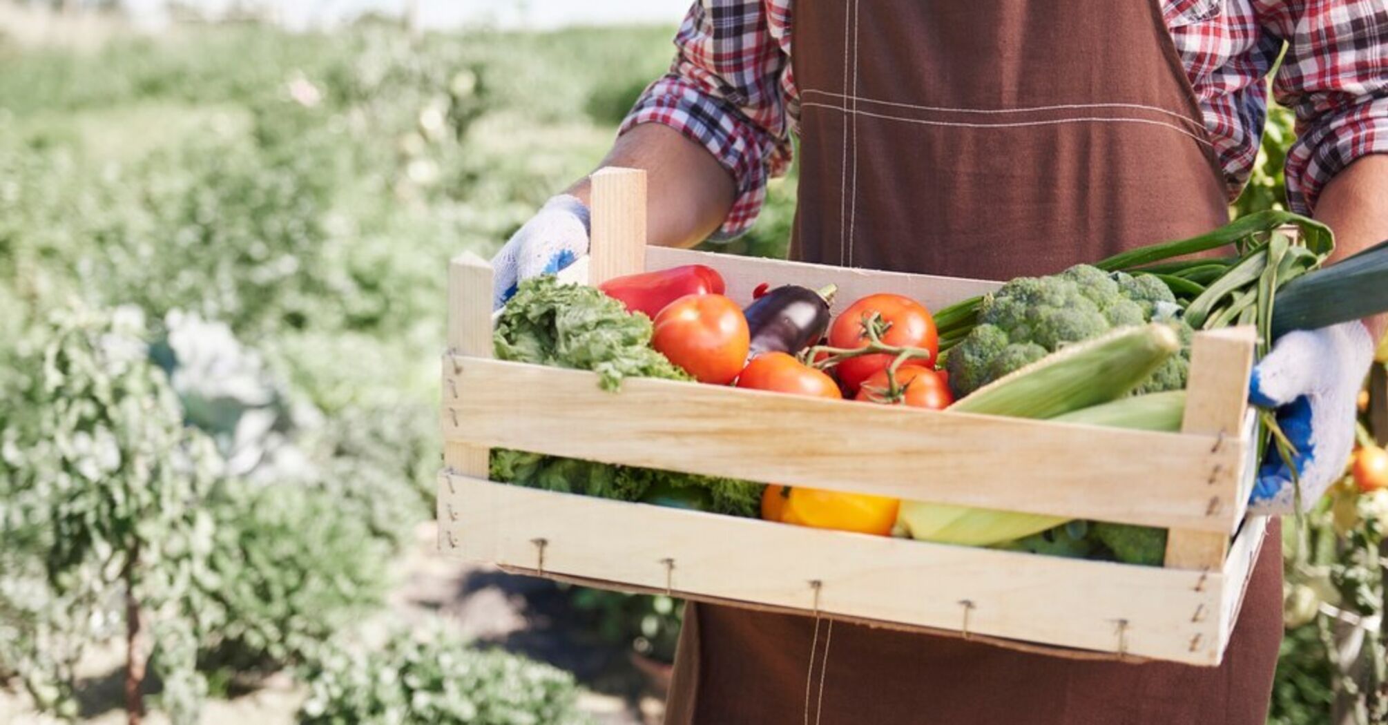 Three vegetables that should be planted in January for a good harvest are named