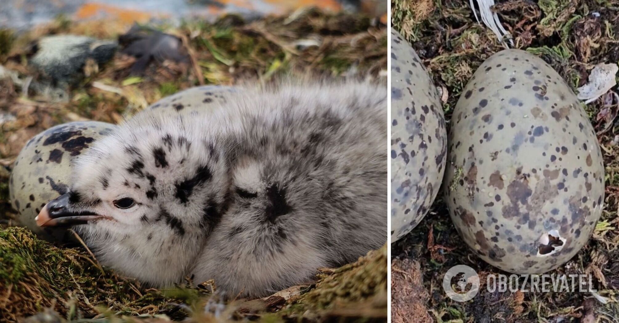 'Meet me, Antarctica!' Ukrainian polar explorers filmed a baby Dominican gull that 'drilled' a hole in an egg shell