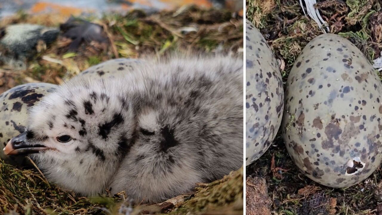 "Meet me, Antarctica!" Ukrainian polar explorers filmed a baby Dominican gull that "drilled" a hole in an egg shell