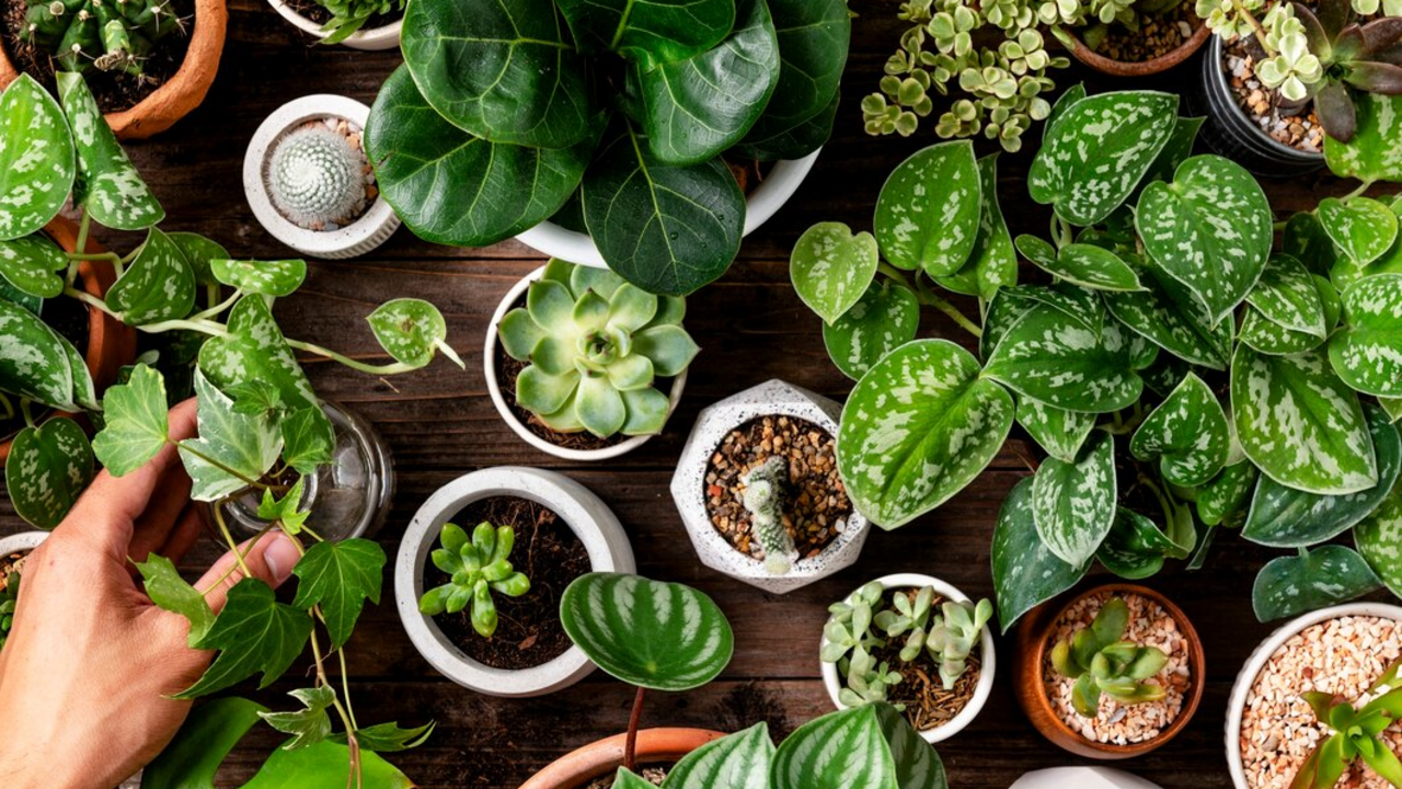 Do you have to wash flower pots before reusing them: the answer is simple