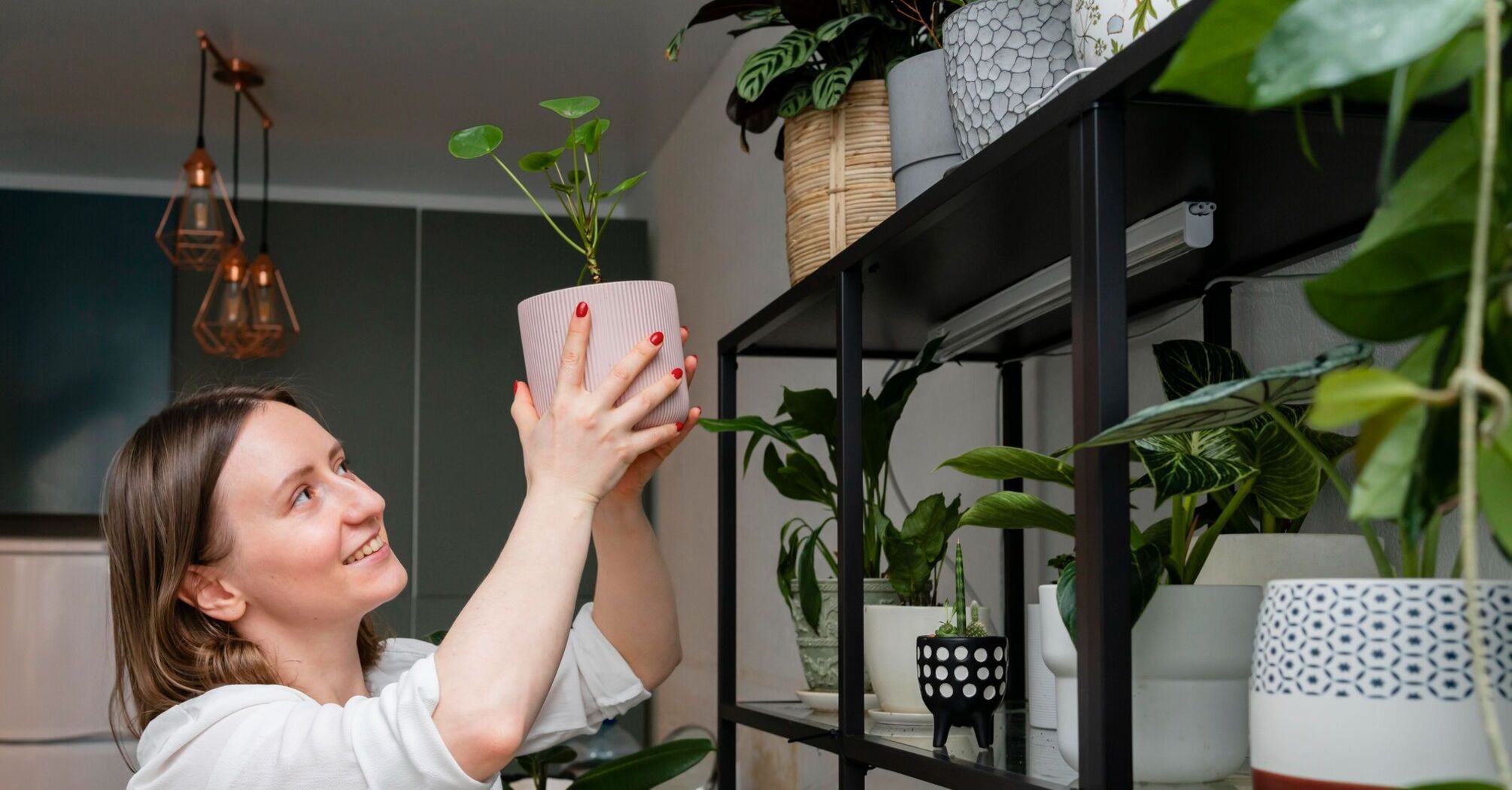 Grow even without windows: which indoor plants do not need light