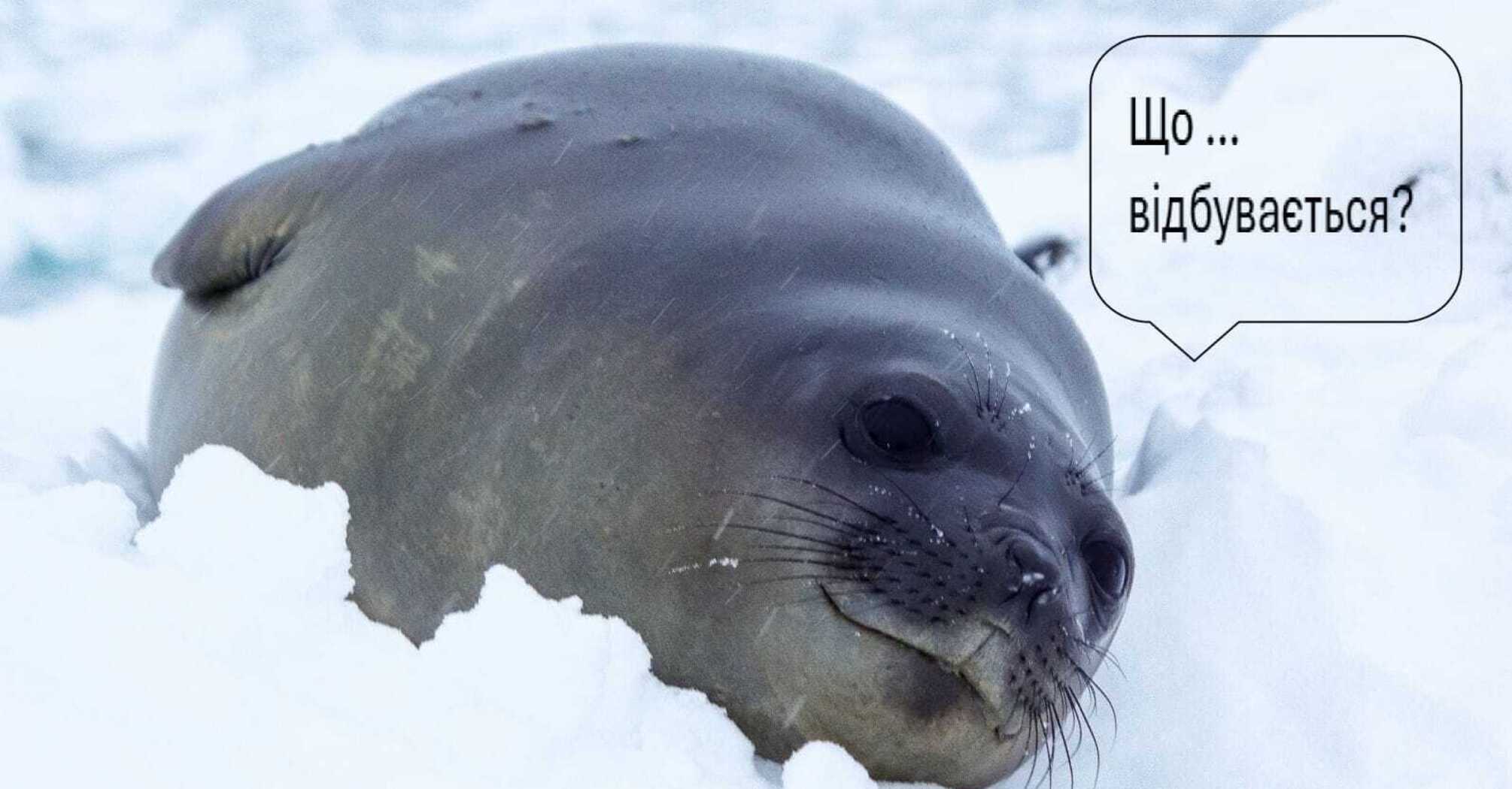 A seal and a cormorant, who prevent each other from being alone on an iceberg in the Antarctic, became the stars of the web