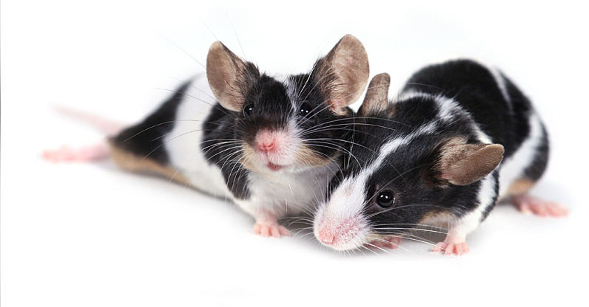 The first mouse with two biological fathers has reached adulthood: a breakthrough that gives gay people a chance to have children