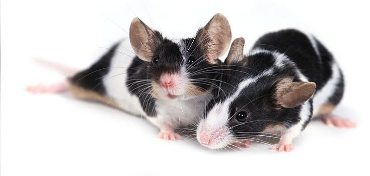 The first mouse with two biological fathers has reached adulthood: a breakthrough that gives gay people a chance to have children