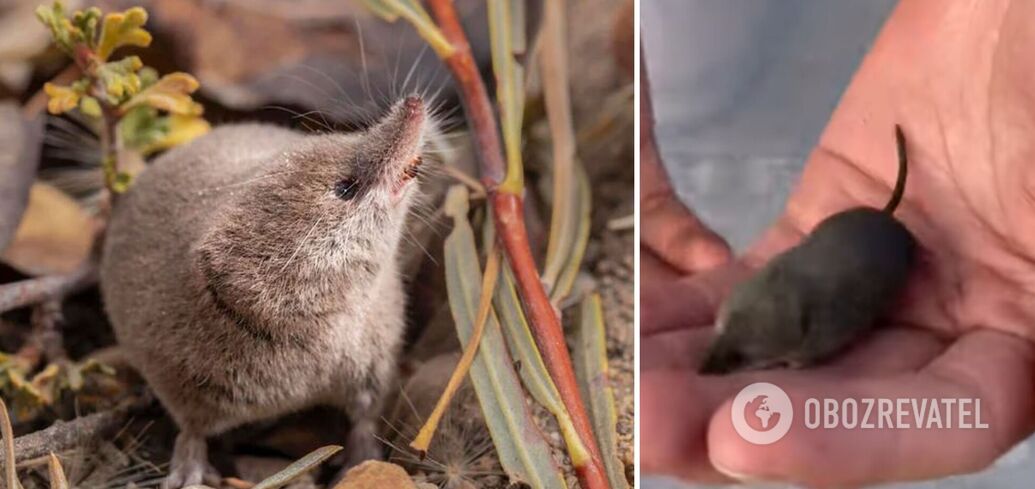 The elusive California mammal was captured on camera for the first time in history