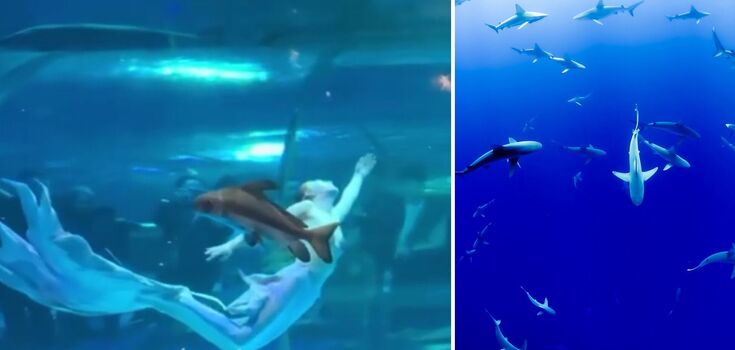 Giant fish lashes out at Russian mermaid during her performance in China. Video