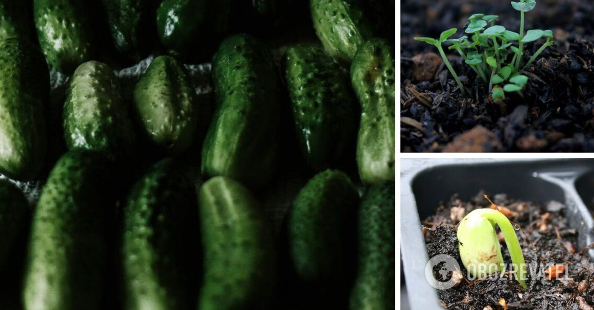 Harvest will be in April: how to grow cucumbers at home on the windowsill