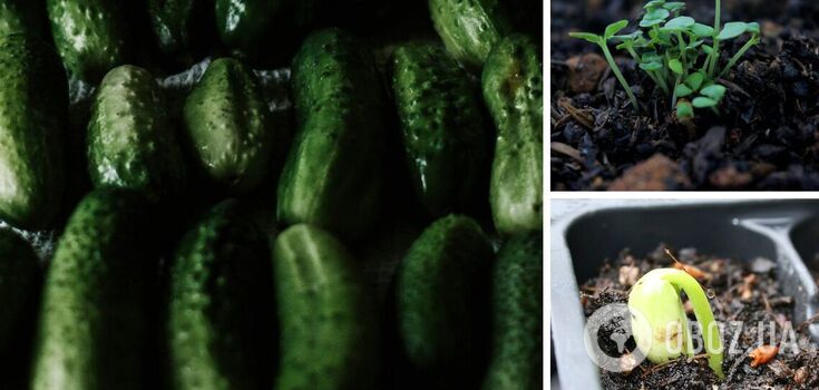 Harvest will be in April: how to grow cucumbers at home on the windowsill