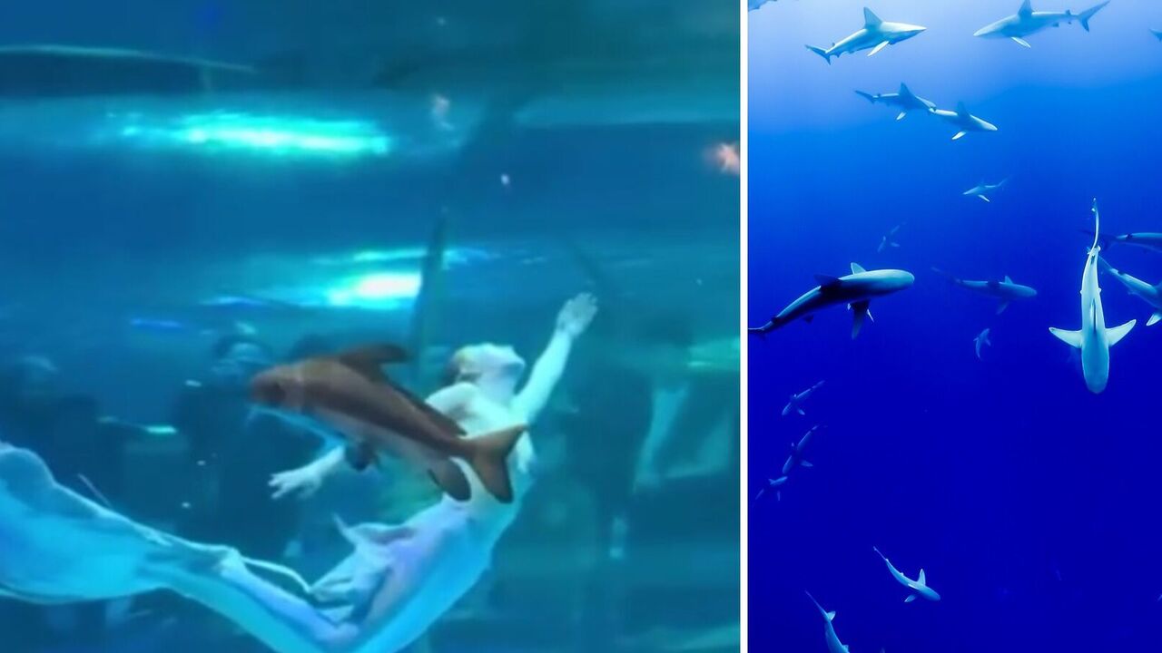 Gigantyczna ryba rzuca się na rosyjską syrenę podczas jej występu w Chinach. Wideo