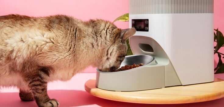 Raw food can be deadly for cats: what's the issue