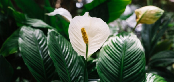 Как ухаживать за спатифиллумом: лучшая подкормка для "женского счастья"