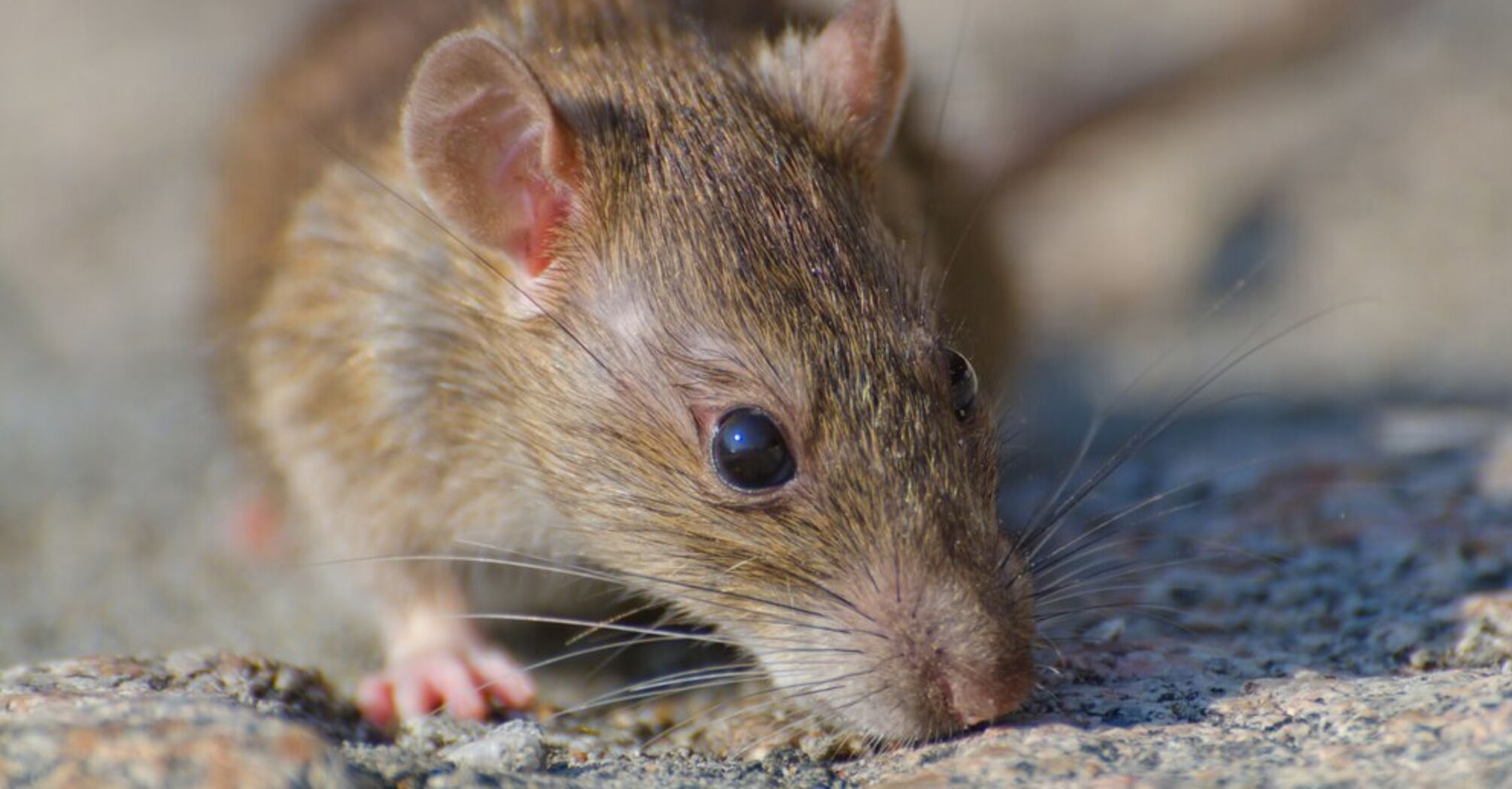 How to permanently remove rats from the house without poison and traps: life hack