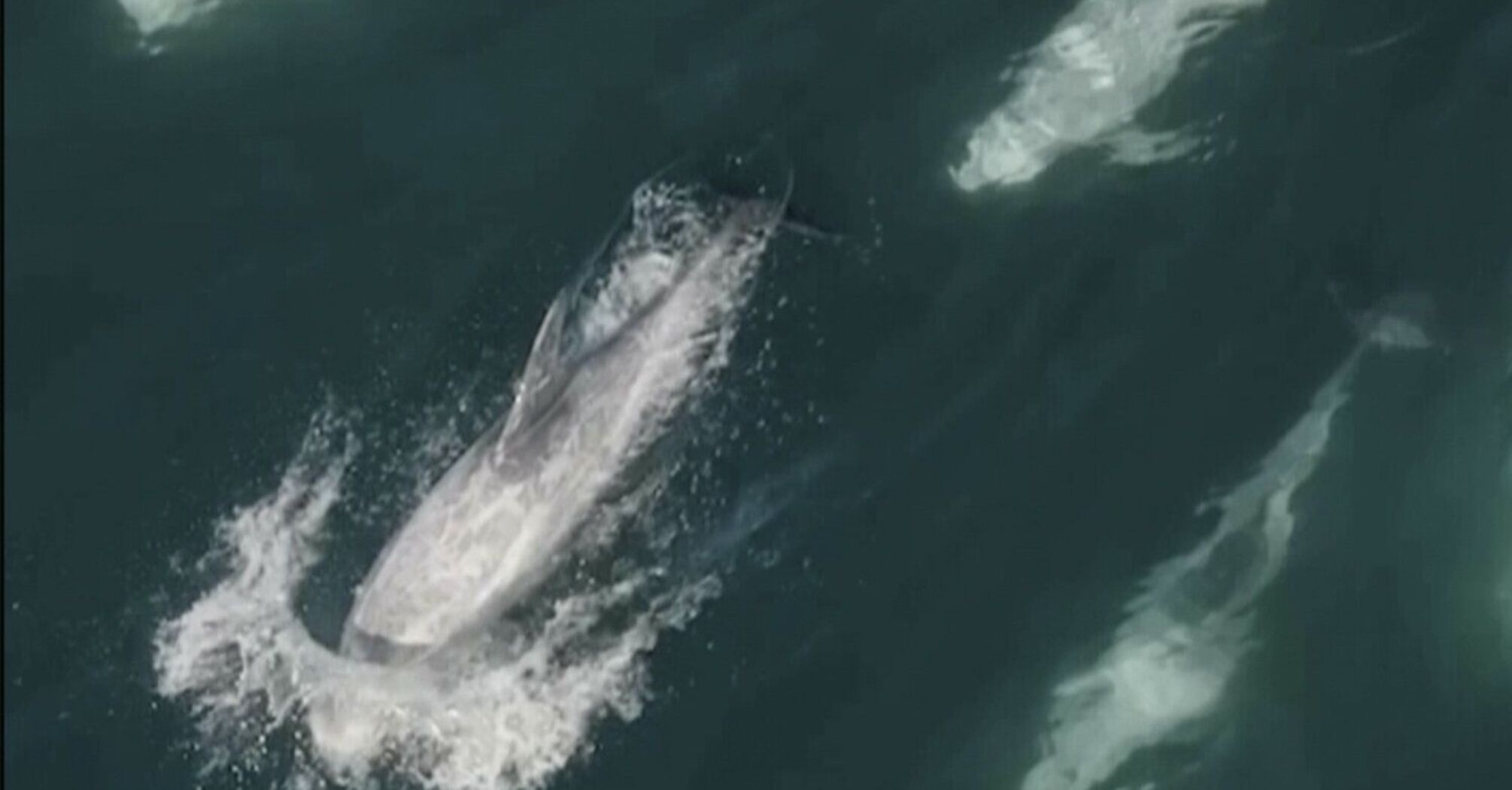 A pod of 1500 dolphins was captured on video off the coast of California. An amazing sight