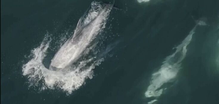 A pod of 1500 dolphins was captured on video off the coast of California. An amazing sight