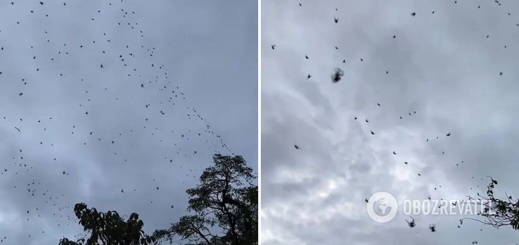 Brazil residents share terrifying videos showing hundreds of spiders hovering in the sky: the reason behind the massive gathering may surprise you