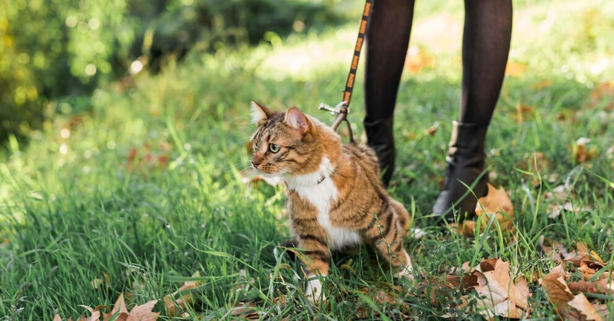 Expert names three valid reasons why you should not put a collar on your cat