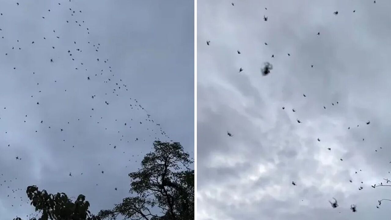 Mieszkańcy Brazylii udostępniają przerażające filmy pokazujące setki pająków unoszących się na niebie: powód masowego gromadzenia się może Cię zaskoczyć
